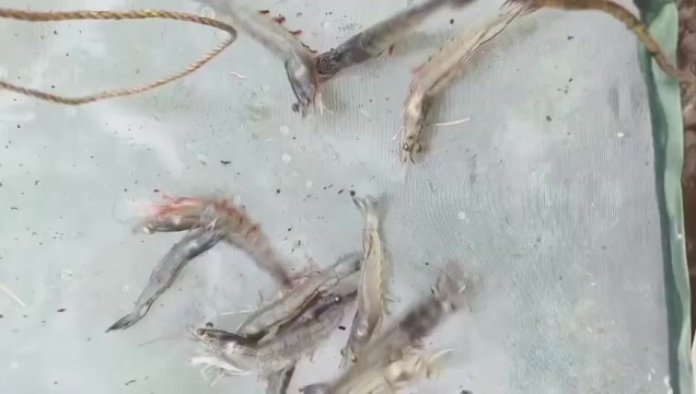 南美白对虾鲜活水车批发
