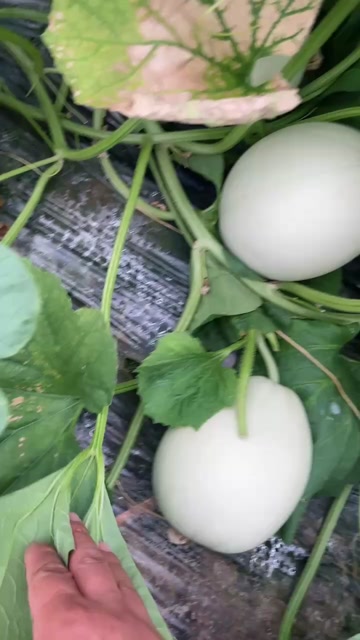 大玉菇大量有货