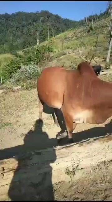 吉首市土黄牛