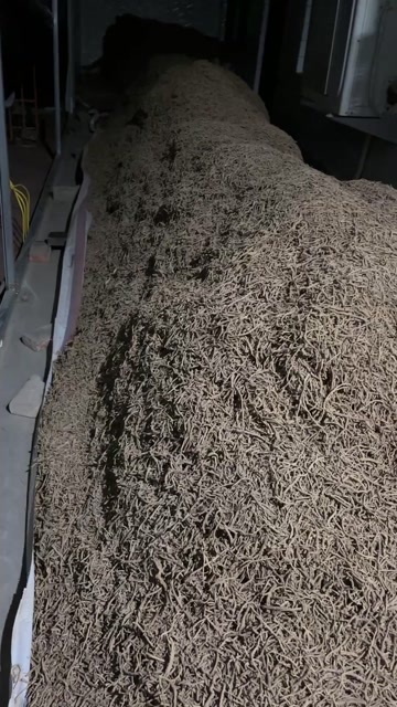 洪洞县药材 远志筒