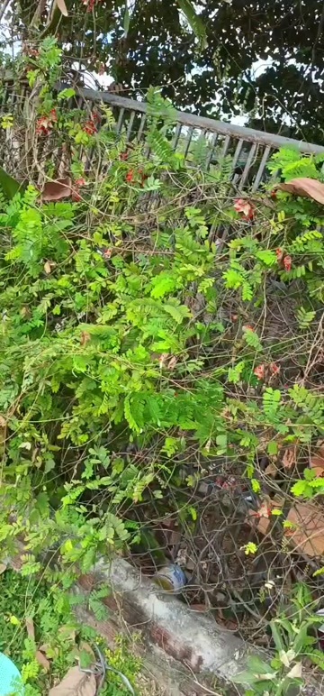 靖西市相思豆