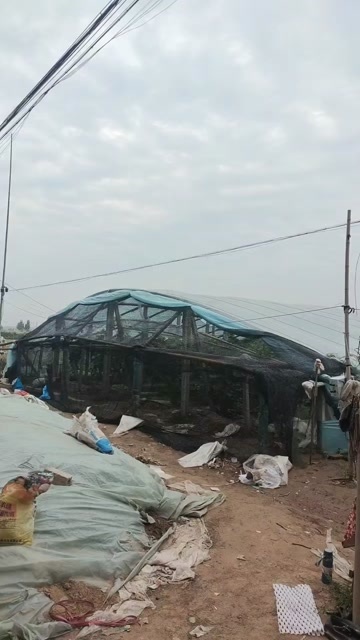 聊城红提