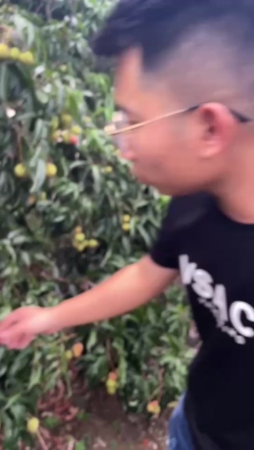 海口荔枝王