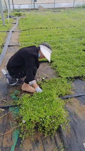 兰考县姬岩垂草