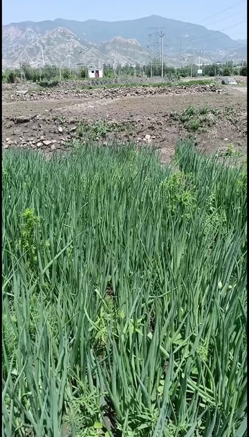 怀来县葱仔