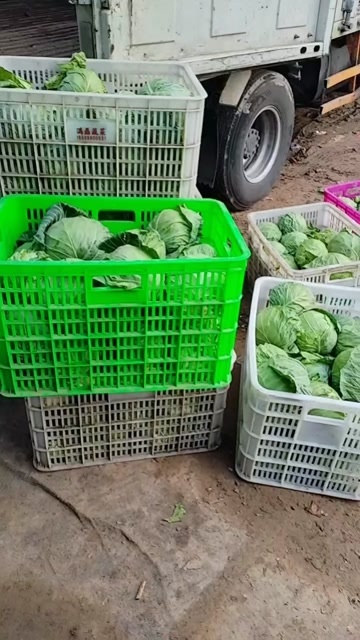 各种蔬菜