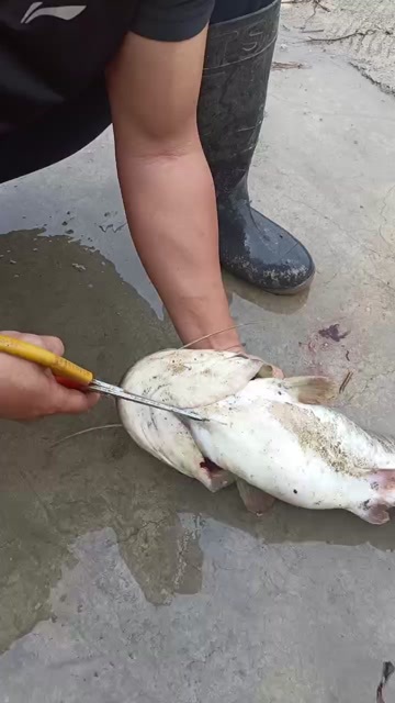 石阡县生态大口鲶