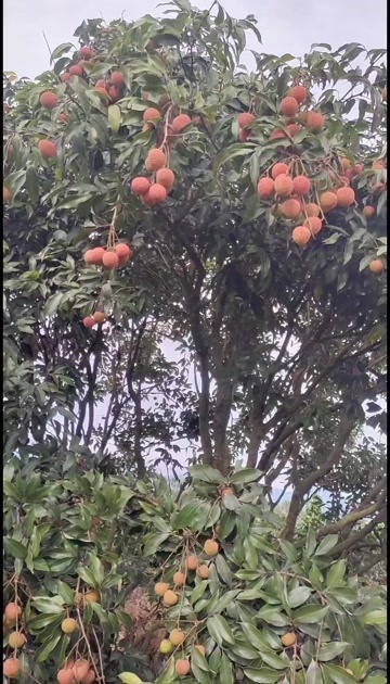 阳西县现货现发2025新鲜当季水果老树新鲜荔枝白糖罂荔枝超甜爽口