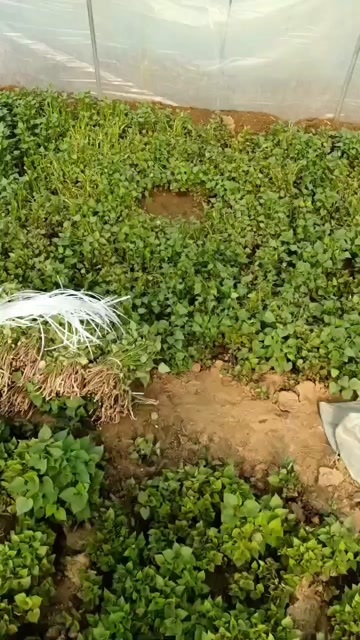 邹城市邹城市蓝陵薯业大量供应脱毒地瓜苗