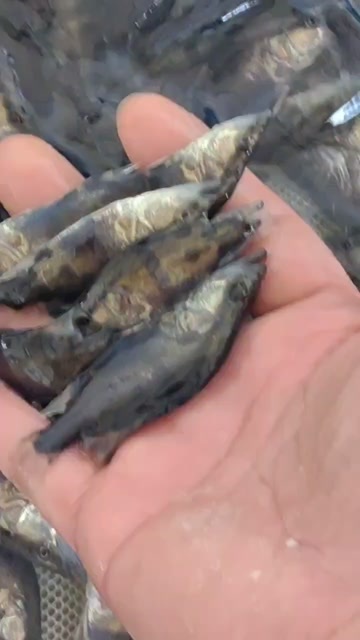 洪湖市桂鱼苗批发，规格7-10公分，保质量，