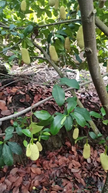 保亭县海南保亭榴莲蜜农户种植产地，免去中间商赚差价