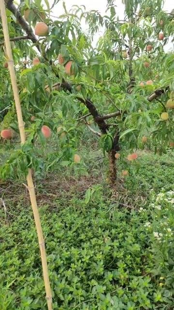 无锡自家果园水蜜桃，皮薄肉厚，汁多味甜，现摘现发把新鲜送到你手里
