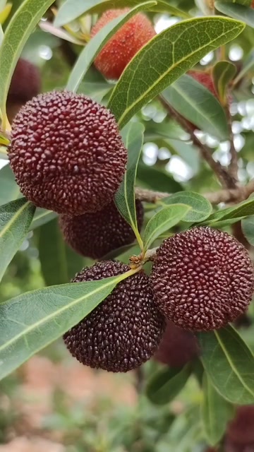 云南高山荸荠杨梅，自家果园，自产自销，色泽黑亮，甘甜多汁。