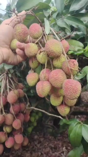徐闻县妃子笑荔枝