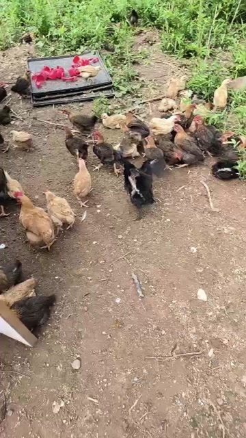 清远麻二脱温鸡，全部做好五联疫苗，