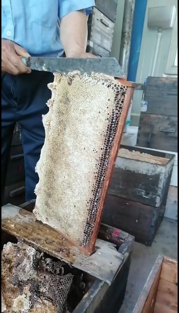 邹城市山东济宁纯正槐花蜜 24个月长保质期 天然营养滋补品