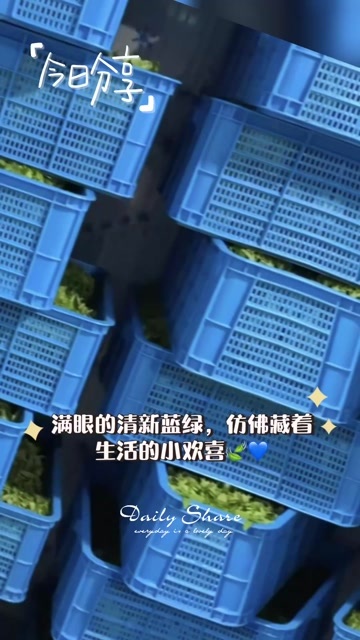 阳春市树仔菜，天香绿，广东发货，早上摘，晚上直接到达