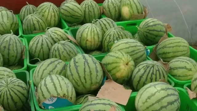 重庆市8424西瓜麒麟瓜有籽