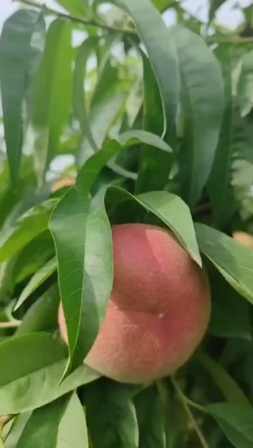 资中县突围 突围 突围桃子头刀货 软三两起步，个头，果型很巴适哈