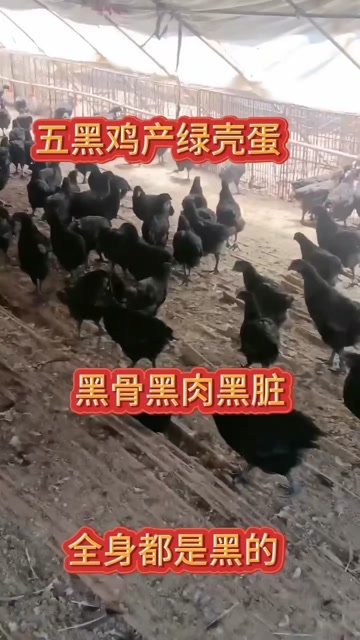 菏泽五黑鸡，产绿壳蛋，黑骨黑肉黑内脏，营养价值高，￼全身为黑色。