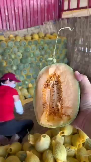 恭城县海南小密大量现货供应
