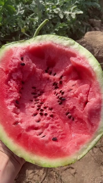 甜王西瓜 皮薄肉多 吃一口 留一手 吃的你都不想走
