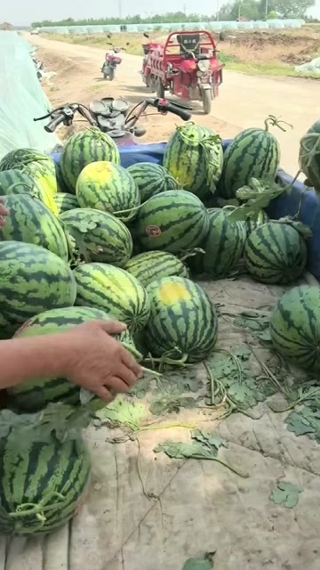 恭城县甜王，甘美大量现货供应