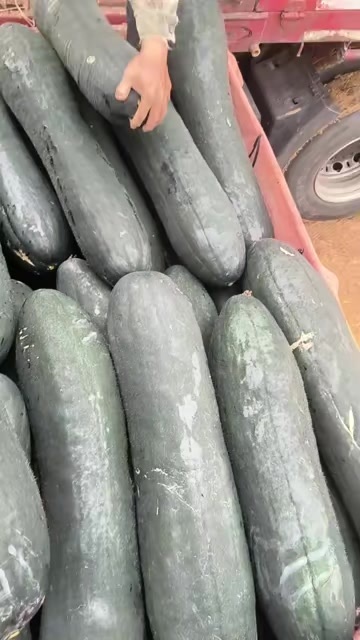 扶绥县广西崇左黑皮冬瓜吊瓜