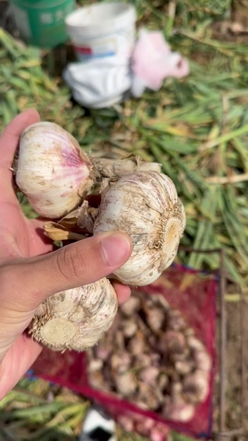 菏泽现售大蒜，新鲜大蒜