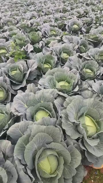 安顺莲花白