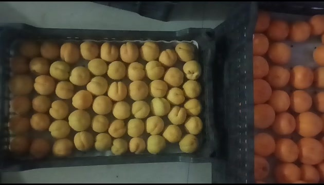 杏绵阳凯特杏