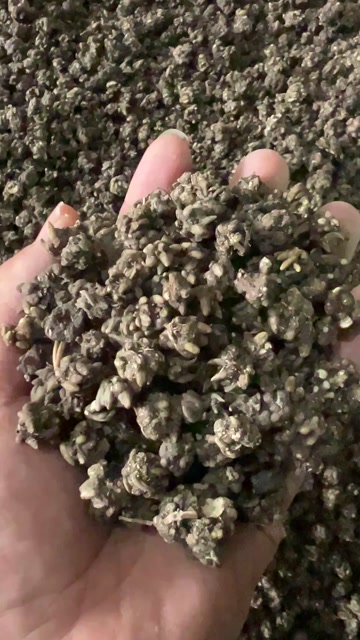 猫爪草水洗二遍 尖爪 量大可谈优惠一步到位