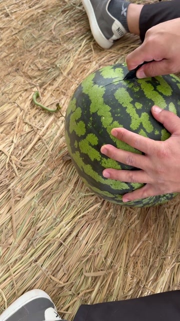 南宁广西南宁江南区产地直发甜王有籽西瓜新鲜水果批发