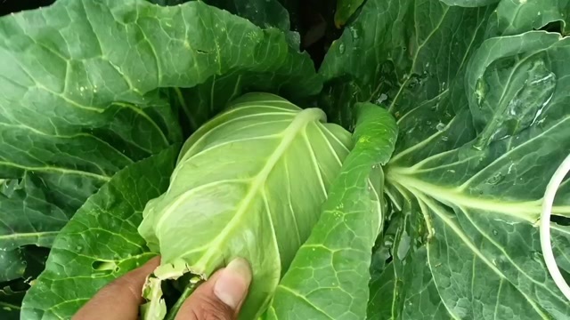 威宁县贵州威宁牛心甘蓝新鲜蔬菜现摘现发绿色健康食材