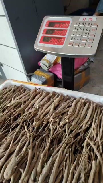 小金县藏甜独当归
