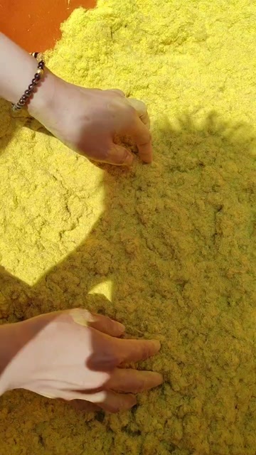 淮滨县优质中药材  蒲黄产地直供干燥花粉自己采摘