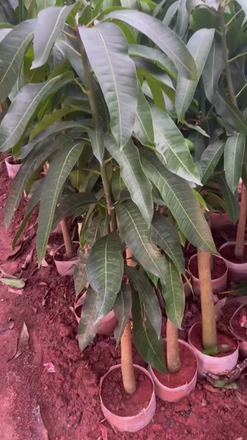 灵山县金黄芒芒果苗批发，其他果苗也有