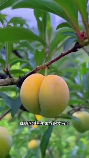 镇宁县六马蜂糖李口感细腻爽口果肉黄色糖度达到16-20