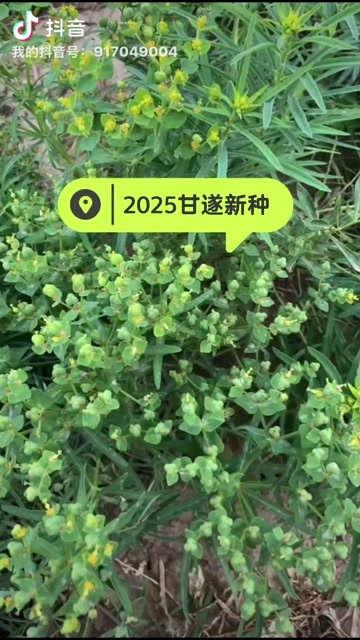 侯马市山西甘遂2025年新种子少量上市，保证新种保质保量保证发芽率
