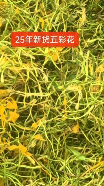 亳州【野生】金银花泡茶正品优质凉茶晒干清香袋装银花茶批发包邮