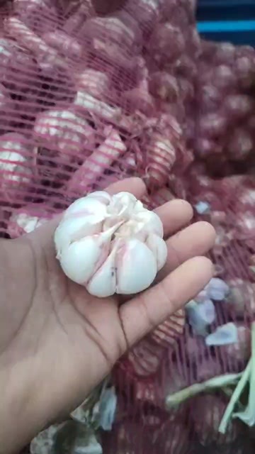 滑县大蒜