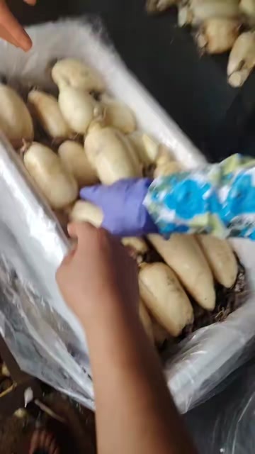 广东本地藕，大量有货。欢迎定购。东莞，深圳客户量大送货上门