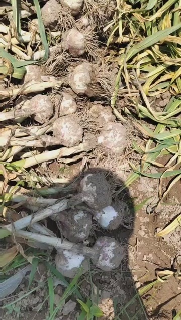 大蒜/洋葱/种植基地，大量上市，欢迎批发