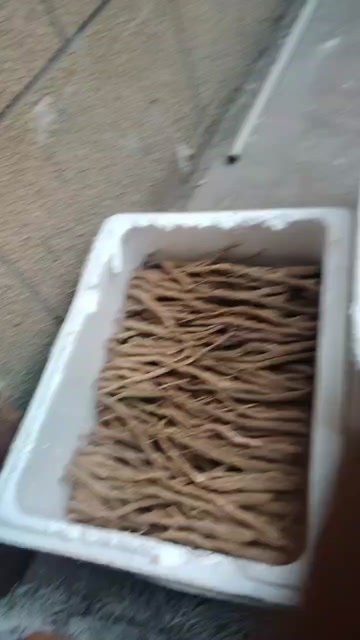 小金县藏甜独当归