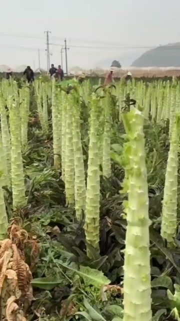 兰州甘肃兰州红古区新鲜红叶莴笋批发供应