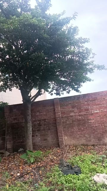 胭脂树有老板需要嘛 私