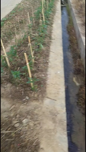 三江乙羧·高氟吡+风火龙+乙草胺游草小飞蓬水花生等杂草克星