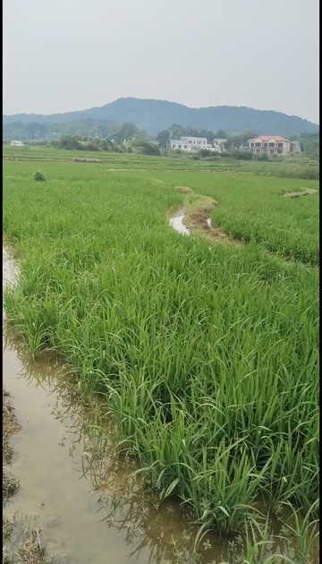 宁乡市水田