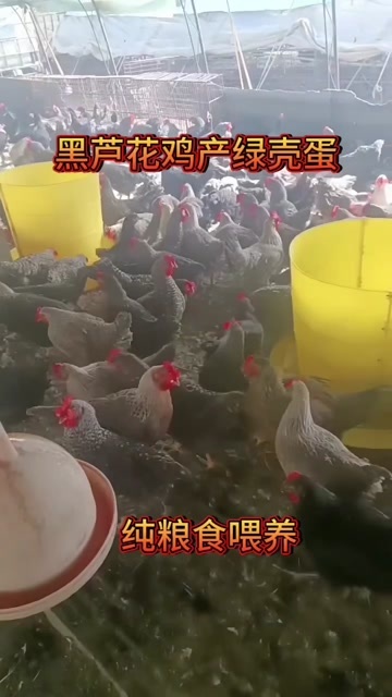 菏泽黑芦花鸡，产绿壳蛋，天天捡鸡蛋，纯粮食喂养，营养价值丰富。