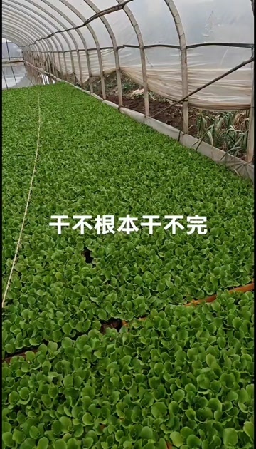 嵩明县生菜苗